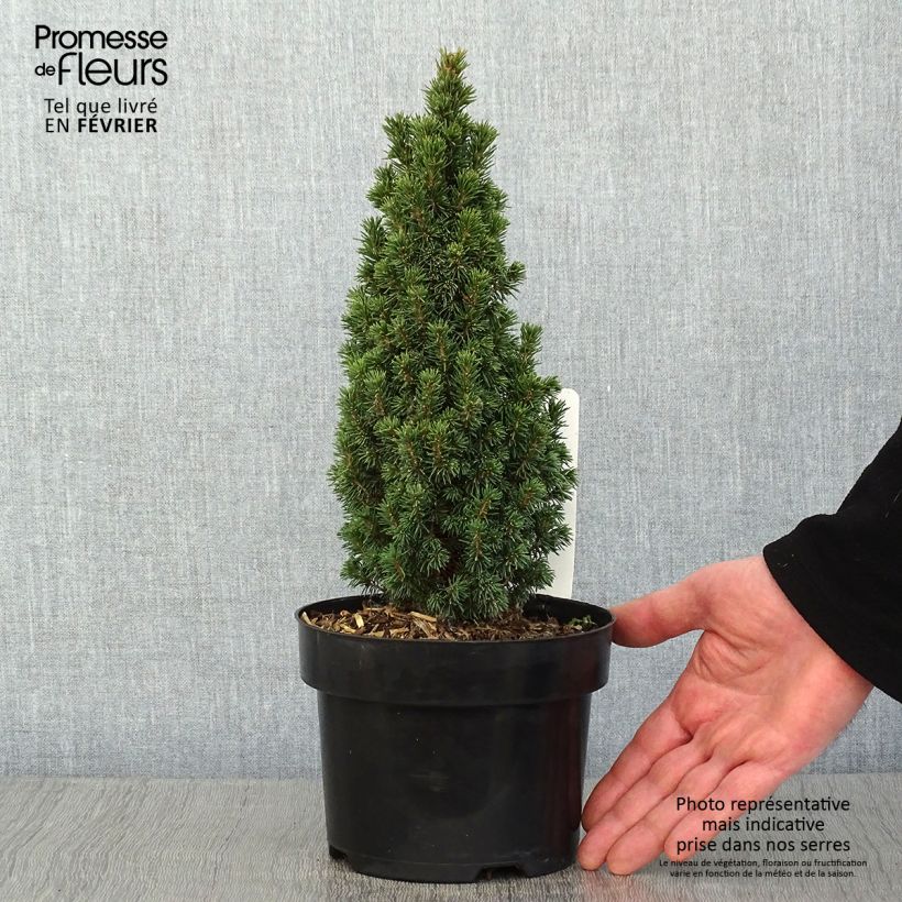 Picea glauca Piccolo - White Spruce sample as delivered in winter