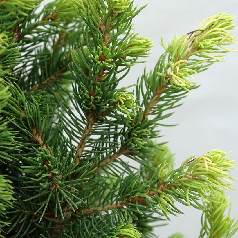 Picea glauca Rainbows End - White Spruce (Foliage)