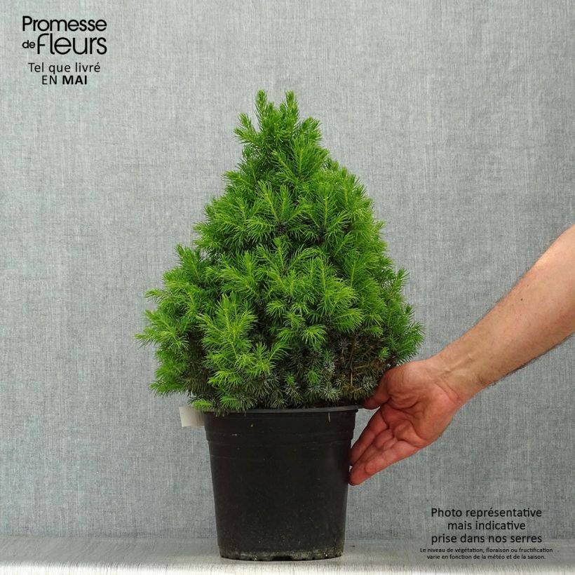 Picea glauca Sanders Blue - White Spruce sample as delivered in spring