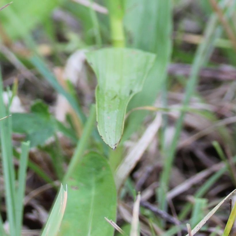 Epipactis palustris - Marsh helleborine (Foliage)