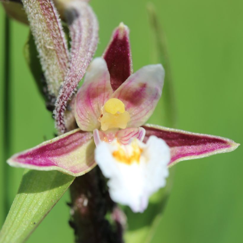 Epipactis palustris - Marsh helleborine (Flowering)