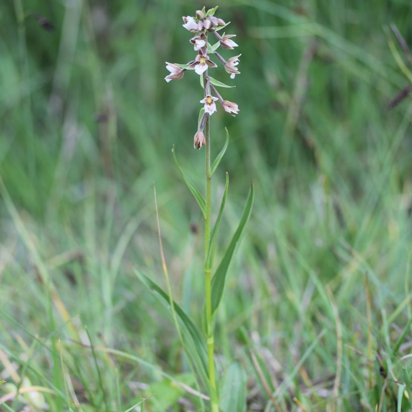 Epipactis palustris - Marsh helleborine (Plant habit)