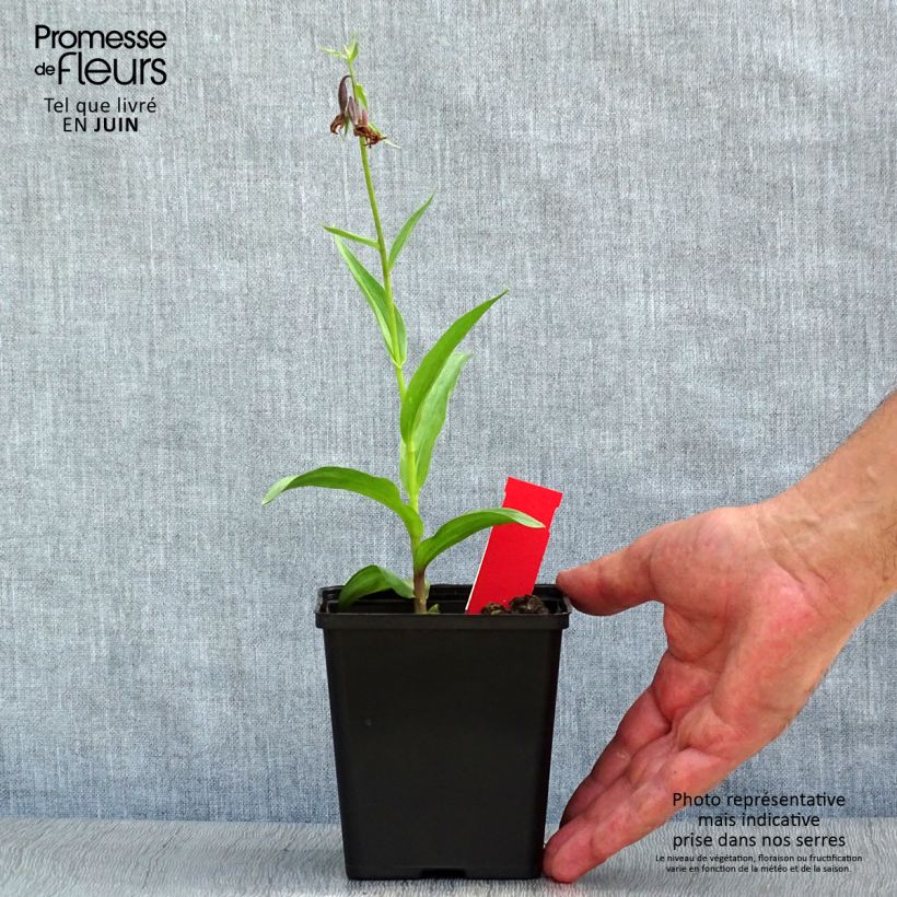 Epipactis palustris - Marsh helleborine 1L/1.5L pot sample as delivered in summer