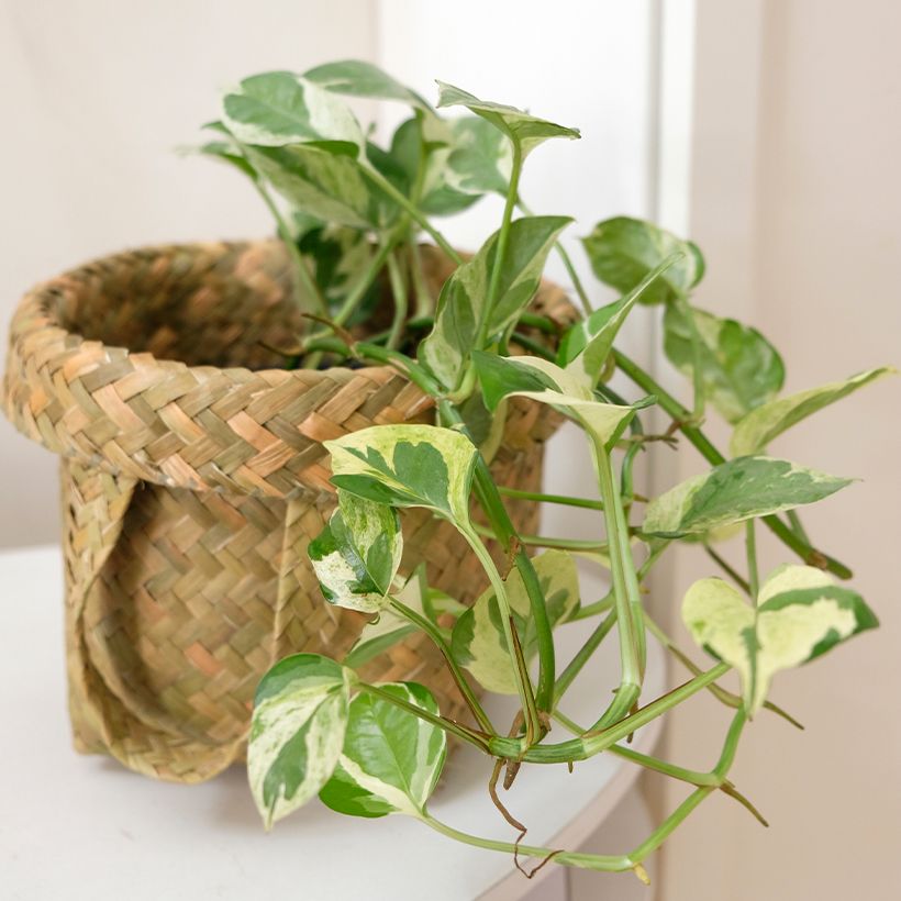 Epipremnum aureum N'JOY - Golden Pothos Enjoy (Plant habit)