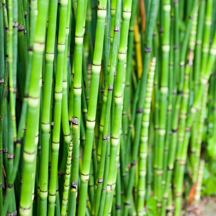 Equisetum camtschatcense (Foliage)