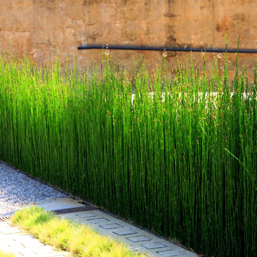 Equisetum camtschatcense (Plant habit)