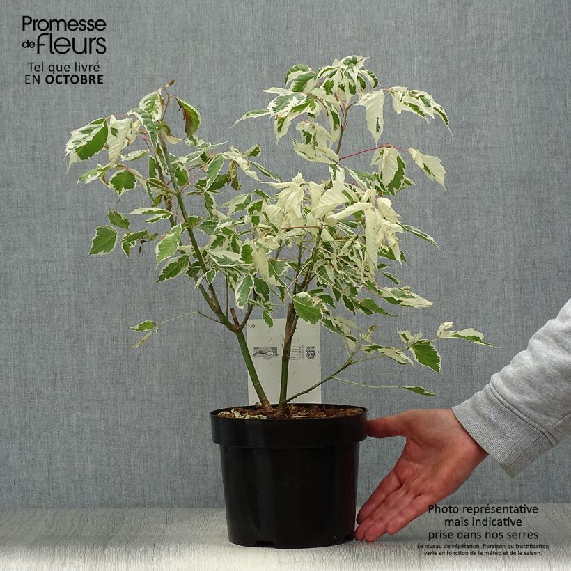 Acer negundo Flamingo - Maple 3L/4L pot sample as delivered in autumn