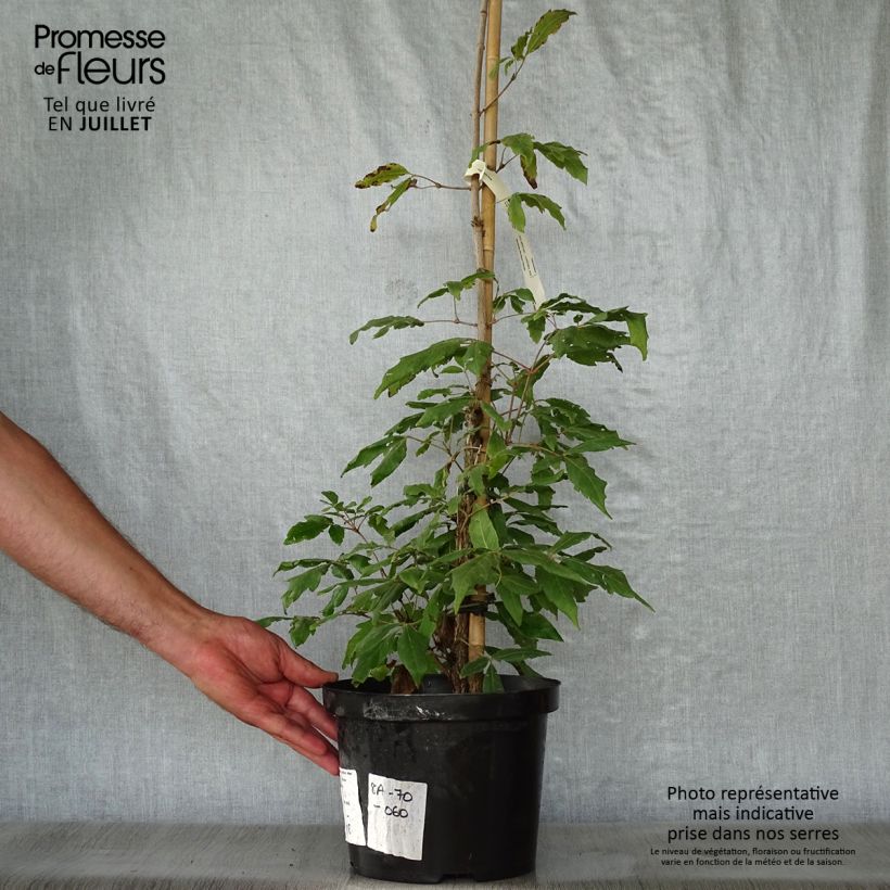 Acer triflorum - Maple 4L/5L pot sample as delivered in summer