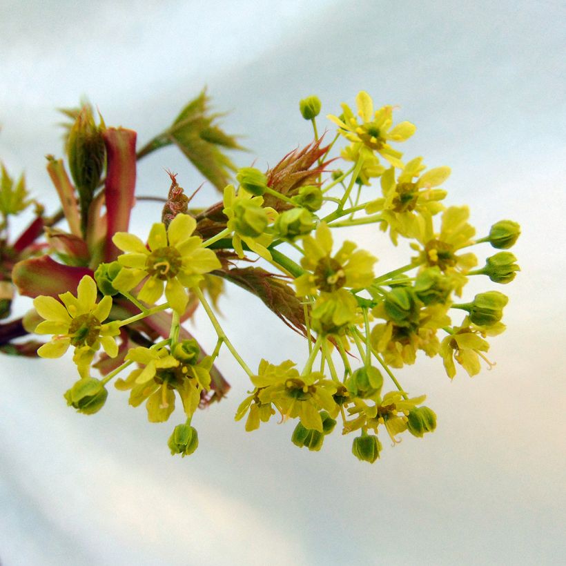 Acer platanoides Globosum - Maple (Flowering)