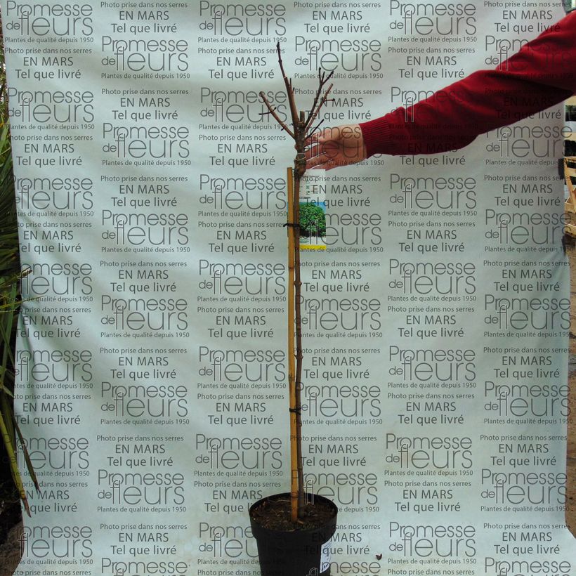 Example of Acer platanoides Globosum - Maple 3L/4L pot specimen as delivered
