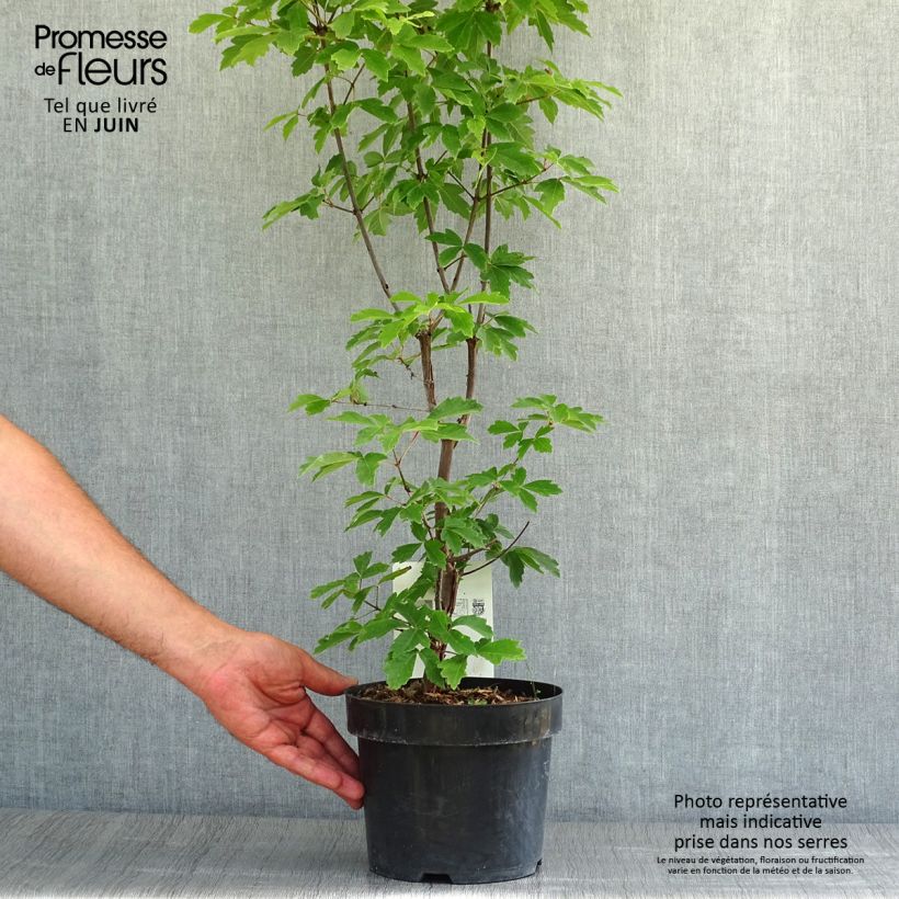 Acer griseum - Paperbark Maple - Maple 3L/4L pot sample as delivered in summer