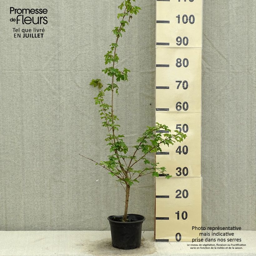 Acer campestre - Maple 2L/3L pot sample as delivered in summer