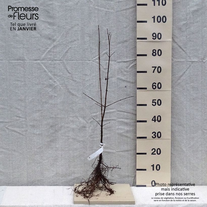 Acer campestre - Maple Bare root sample as delivered in winter