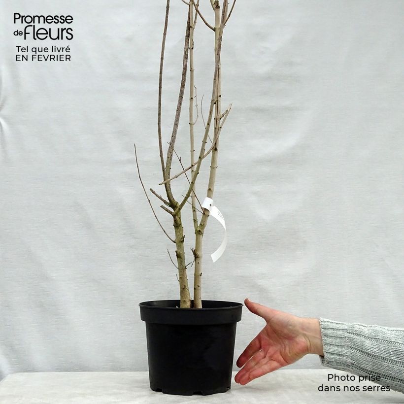 Acer campestre - Maple 4L/5L pot sample as delivered in winter