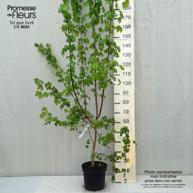 Acer campestre - Maple 7.5L/10L pot sample as delivered in spring