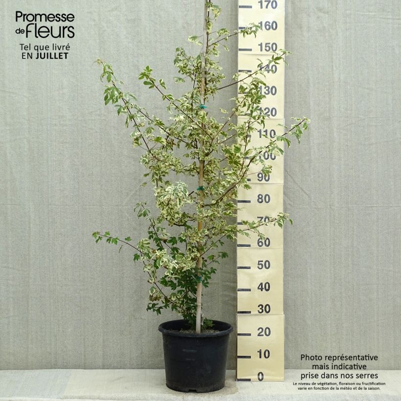 Acer campestre Carnival - Maple 7.5L/10L pot sample as delivered in summer