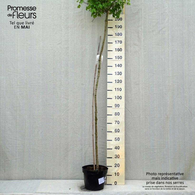 Acer campestre Nanum - Maple 20L/25L pot 200/220cm sample as delivered in spring