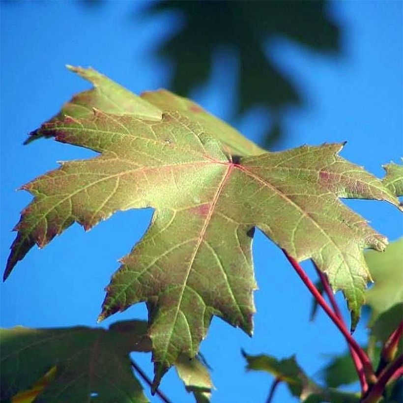 Acer freemanii Autumn Blaze - Maple (Foliage)