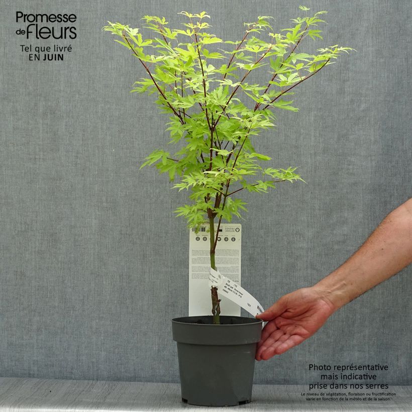 Acer palmatum Anne Irene - Japanese Maple 2L/3L pot sample as delivered in summer
