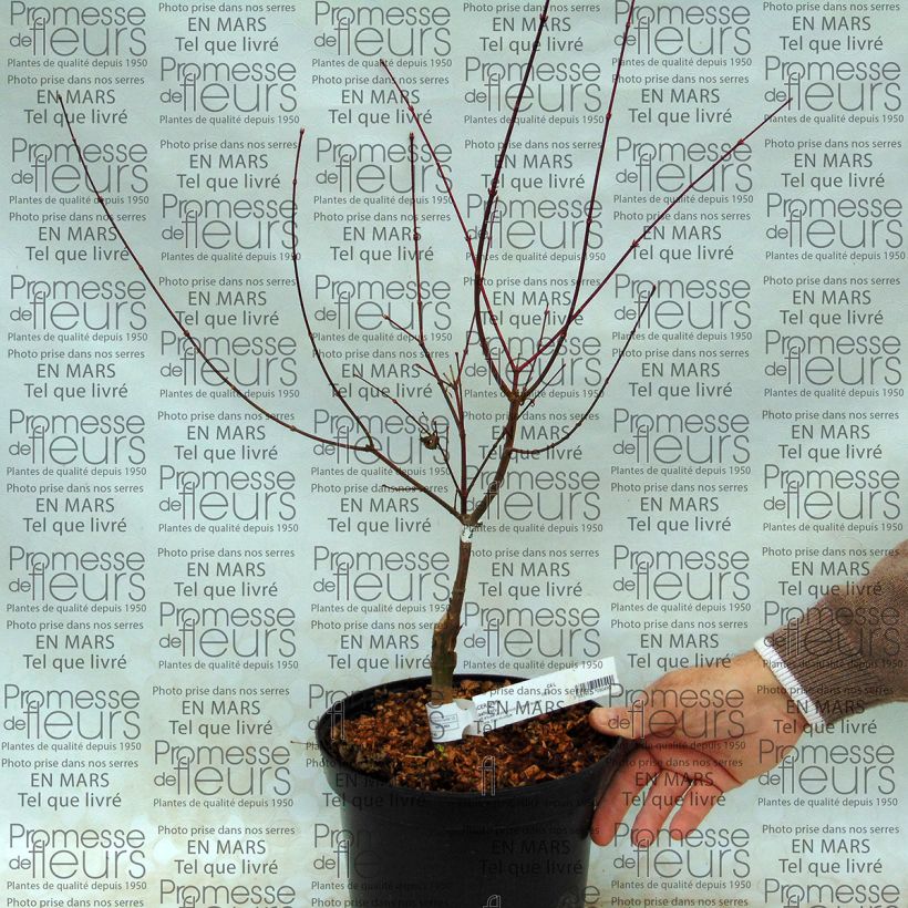 Example of Acer palmatum Asahi Zuru - Japanese Maple specimen as delivered