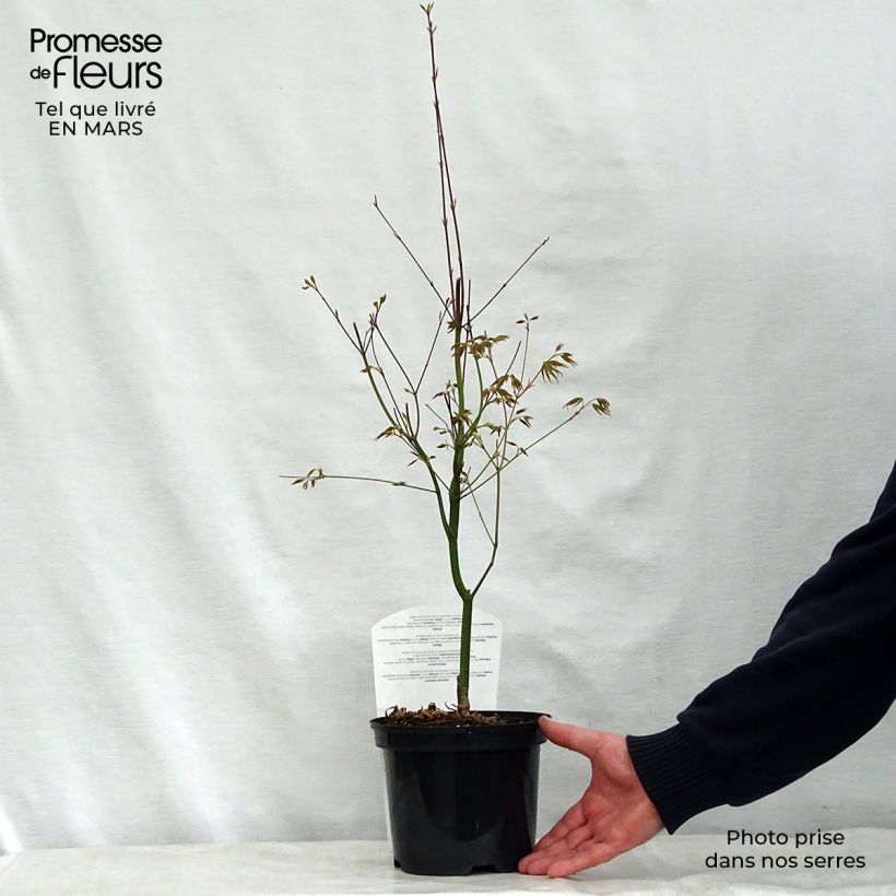 Acer palmatum Asahi Zuru - Japanese Maple sample as delivered in spring