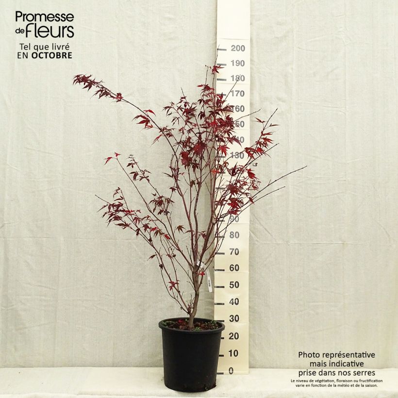 Acer palmatum Atropurpureum - Japanese Maple 20L/25L pot sample as delivered in autumn