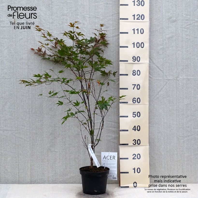 Acer palmatum Atropurpureum - Japanese Maple 2L/3L pot sample as delivered in summer