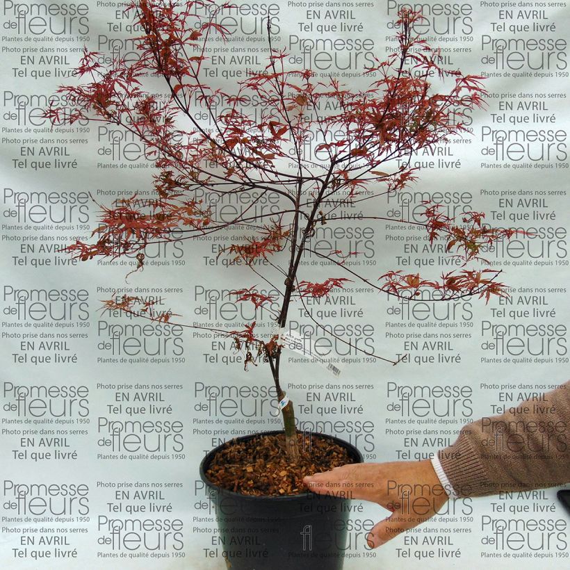Example of Acer palmatum Beni-Komachi - Japanese Maple 4L/5L pot specimen as delivered