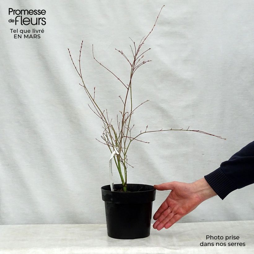 Acer palmatum Beni Shichihenge - Japanese Maple sample as delivered in spring