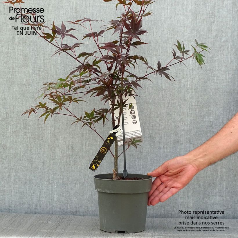 Acer palmatum Bloodgood - Japanese Maple 3L/4L pot sample as delivered in summer