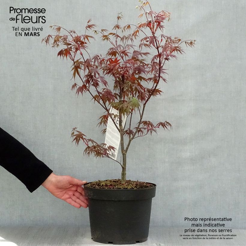 Acer palmatum Bloodgood - Japanese Maple sample as delivered in spring