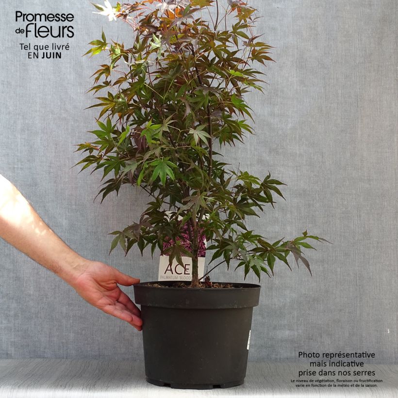 Acer palmatum Bloodgood - Japanese Maple 7.5L/10L pot sample as delivered in summer