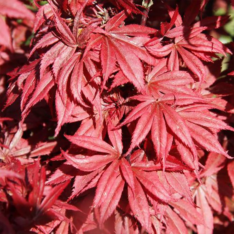 Acer palmatum Brandt’s Dwarf - Japanese Maple (Foliage)