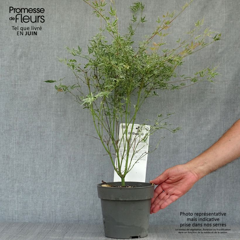 Acer palmatum Butterfly - Japanese Maple 2L/3L pot sample as delivered in summer