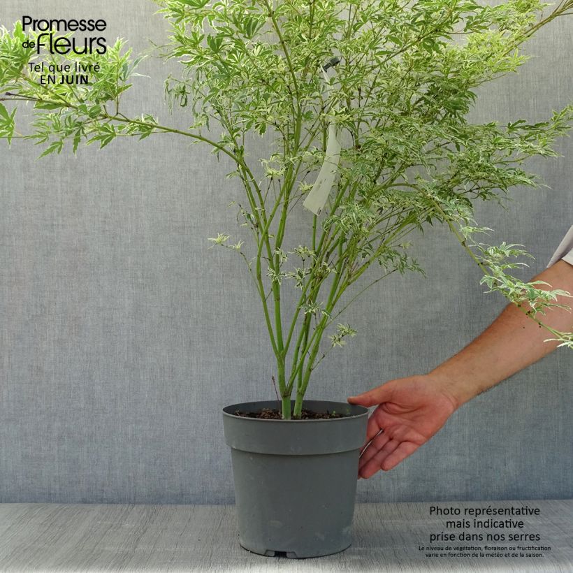 Acer palmatum Butterfly - Japanese Maple 4L/5L pot sample as delivered in summer