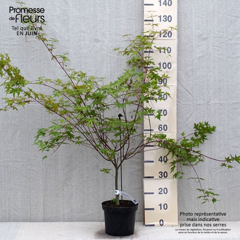 Acer palmatum Deshojo - Japanese Maple 4L/5L pot sample as delivered in summer