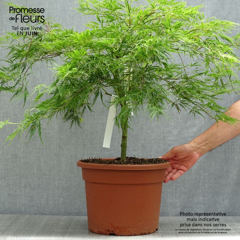 Acer palmatum Dissectum - Japanese Maple 7.5L/10L pot sample as delivered in summer