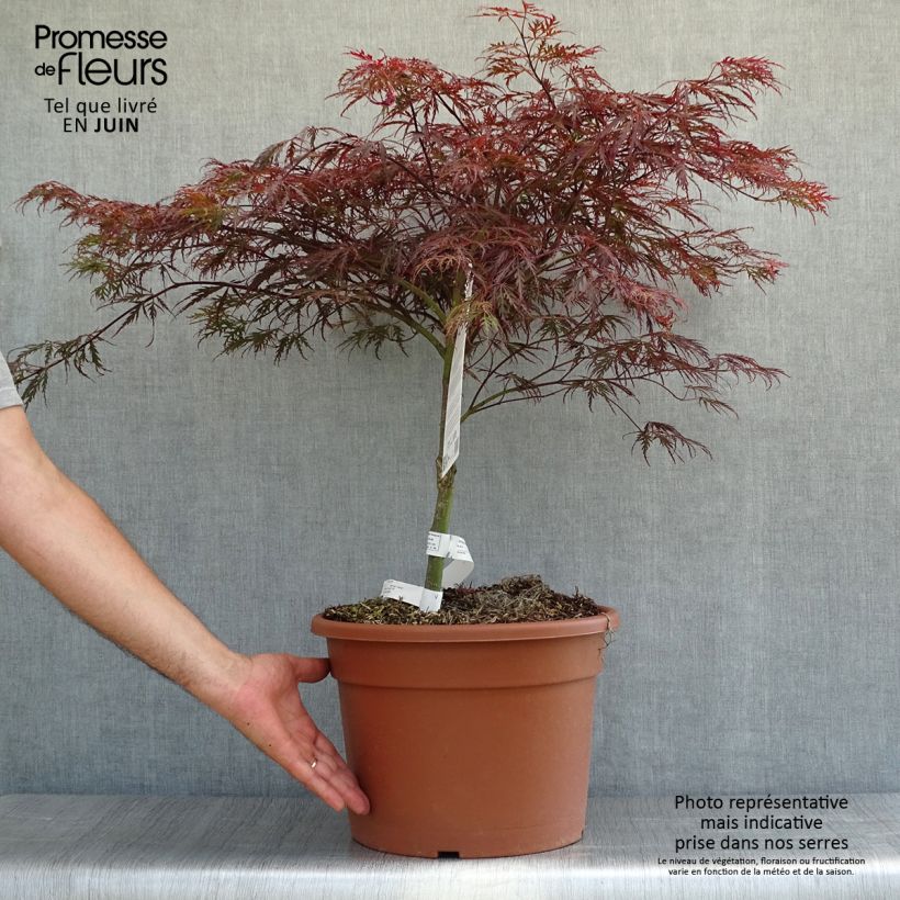 Acer palmatum Dissectum Garnet - Japanese Maple 7.5L/10L bowl sample as delivered in summer