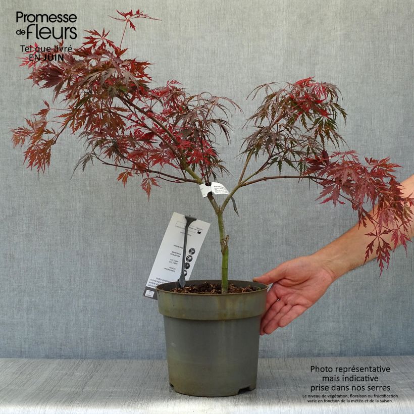 Acer palmatum Tamukeyama - Japanese Maple 4L/5L pot sample as delivered in summer