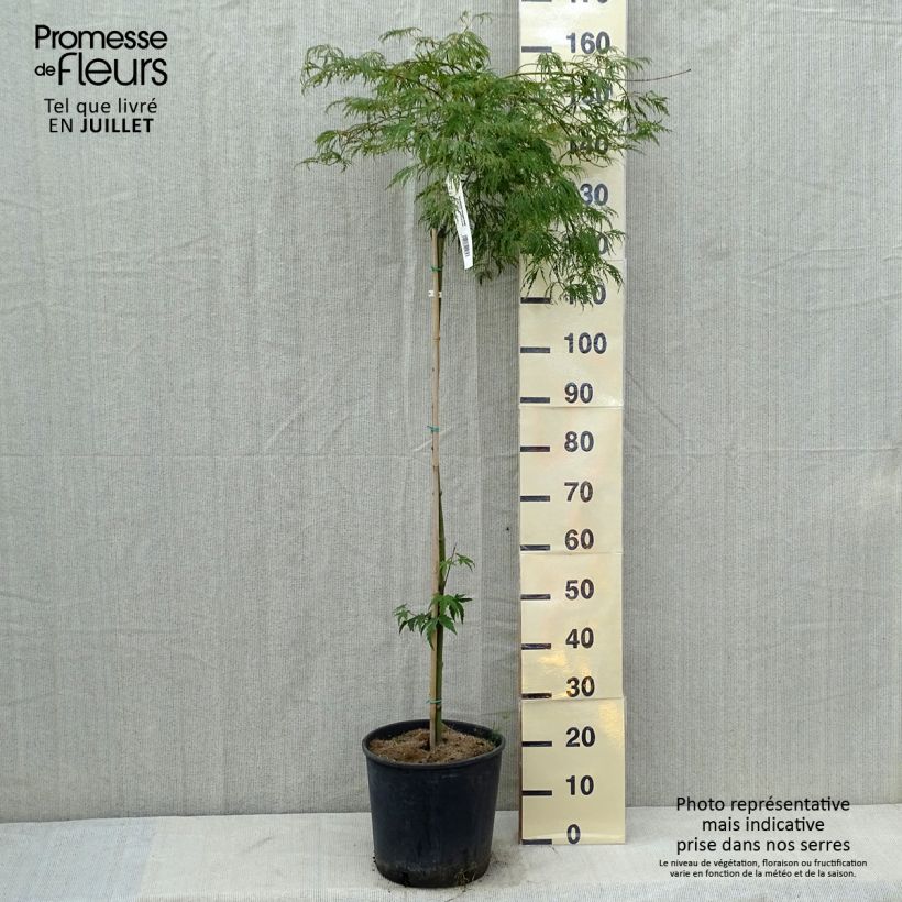 Acer palmatum Dissectum Viridis - Japanese Maple 7.5L/10L pot sample as delivered in summer