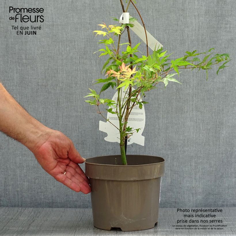 Acer palmatum Katsura - Japanese Maple 7.5L/10L bowl sample as delivered in summer