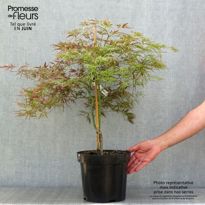 Acer palmatum Dissectum Ornatum - Japanese Maple 7.5L/10L pot sample as delivered in summer