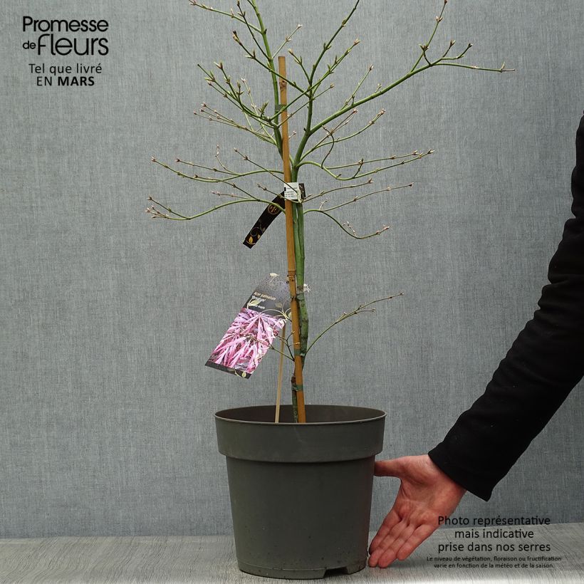 Acer palmatum Dissectum Ornatum - Japanese Maple sample as delivered in spring