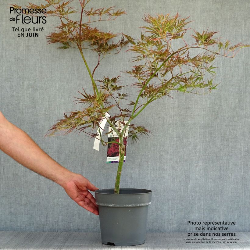 Acer palmatum Dissectum Ornatum - Japanese Maple 4L/5L pot sample as delivered in summer