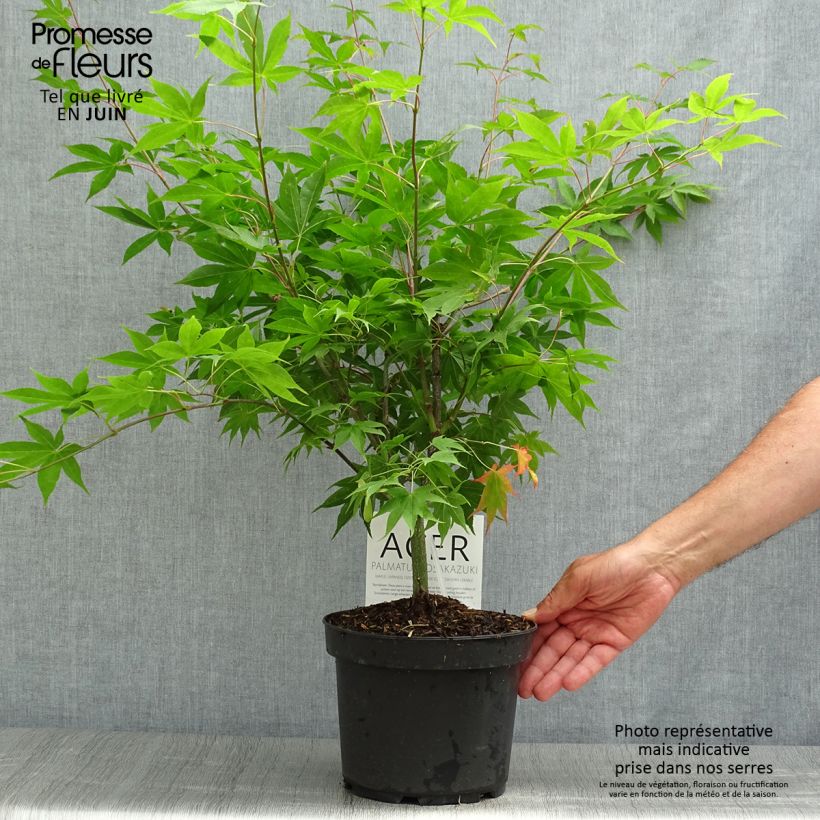 Acer palmatum Osakazuki - Japanese Maple 3L/4L pot sample as delivered in summer