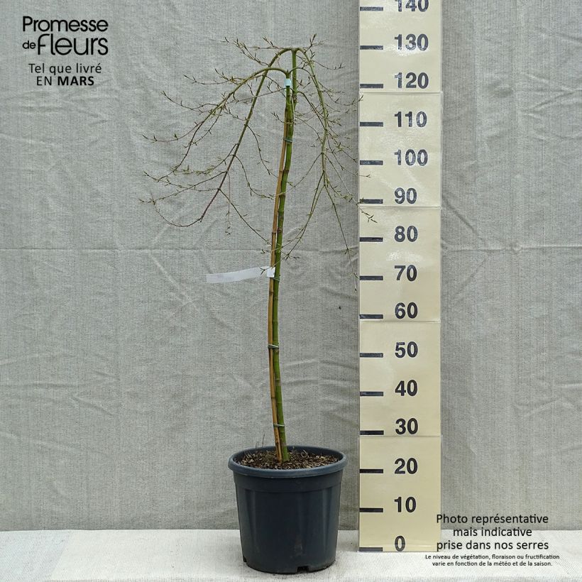 Acer palmatum Ryusen - Japanese Maple sample as delivered in spring