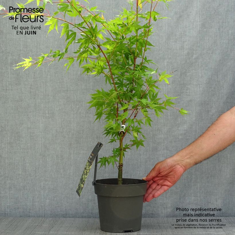 Acer palmatum Sangokaku - Japanese Maple 2L/3L pot sample as delivered in summer
