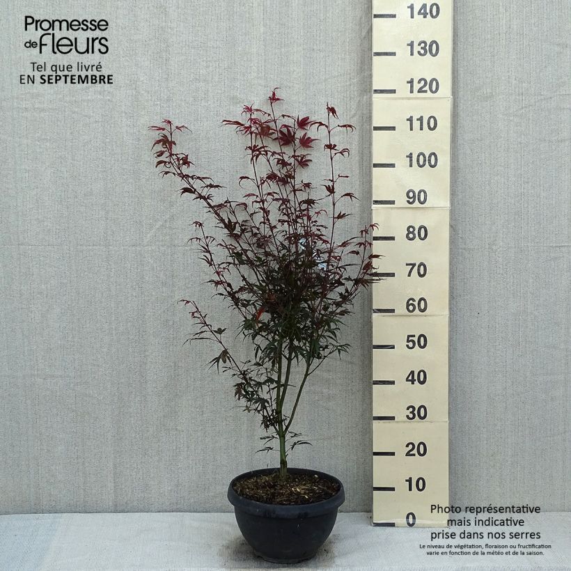 Acer palmatum Shaina - Japanese Maple 6L/7L pot sample as delivered in summer