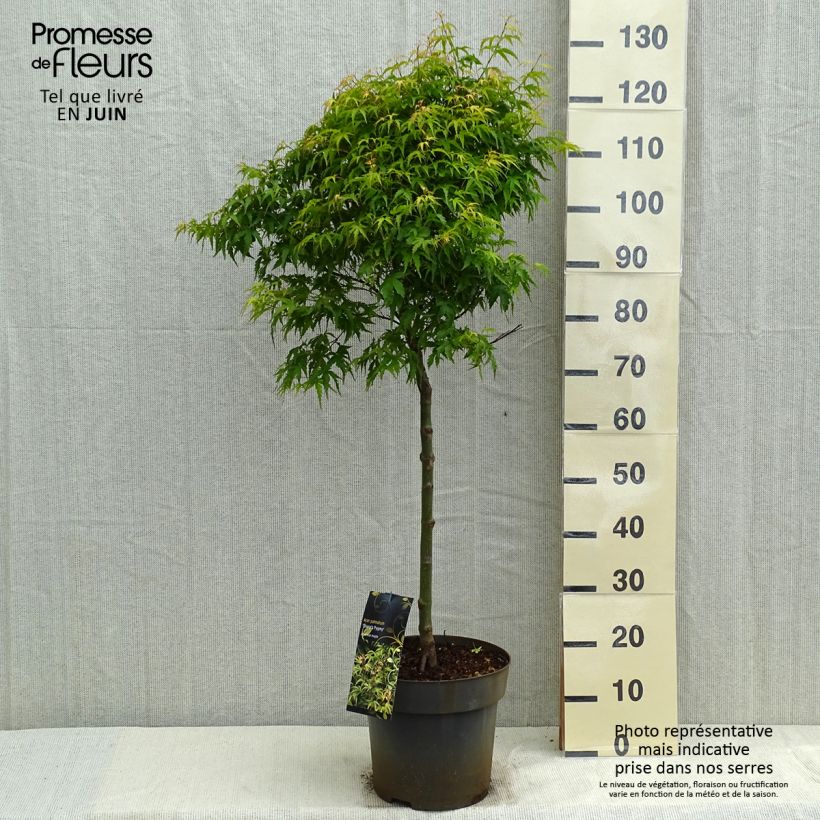 Acer palmatum Sharps Pygmy - Japanese Maple 7.5L/10L pot sample as delivered in spring