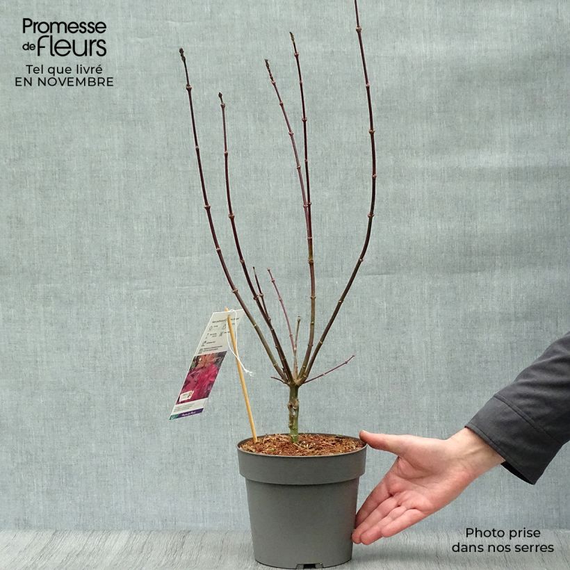 Acer palmatum Skeeters Broom - Japanese Maple 3L/4L pot sample as delivered in autumn